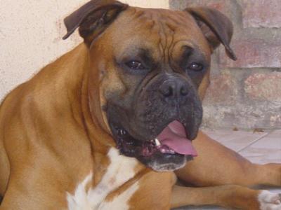 mon bulo